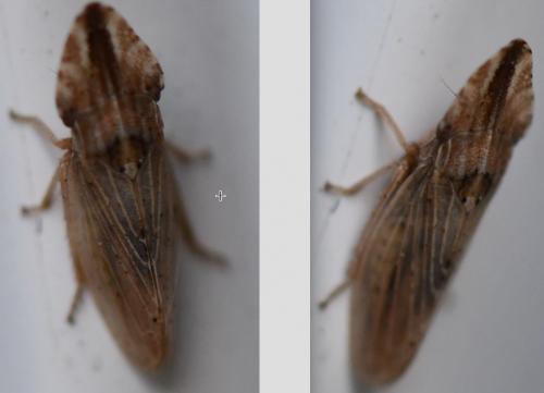 Réf. 269 219 : Eupelix cuspidata
